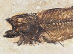 Bargain Mioplosus Fossil Fish - Uncommon Species #20835-2